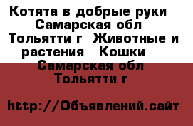 Котята в добрые руки - Самарская обл., Тольятти г. Животные и растения » Кошки   . Самарская обл.,Тольятти г.